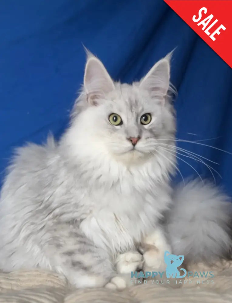 Bravo Maine Coon male black silver shaded live animals