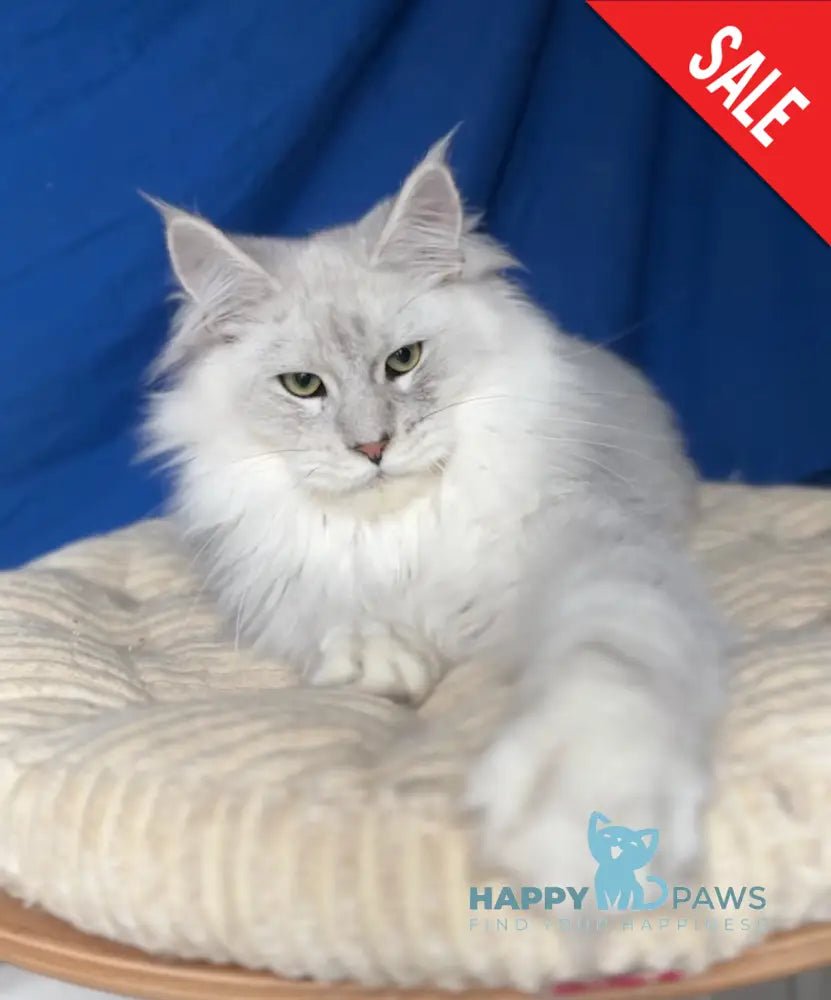 Bravo Maine Coon male black silver shaded live animals