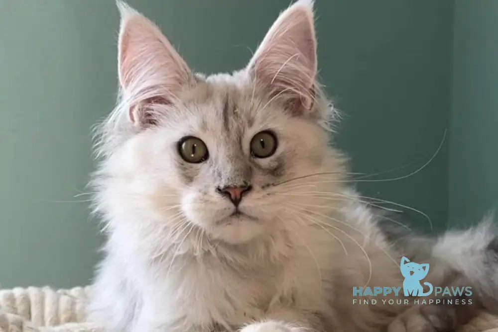 Bravo Maine Coon male black silver shaded live animals