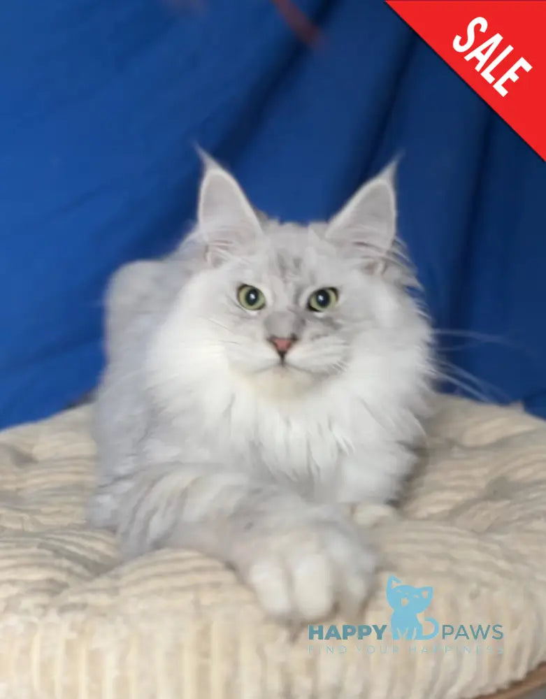 Bravo Maine Coon male black silver shaded live animals