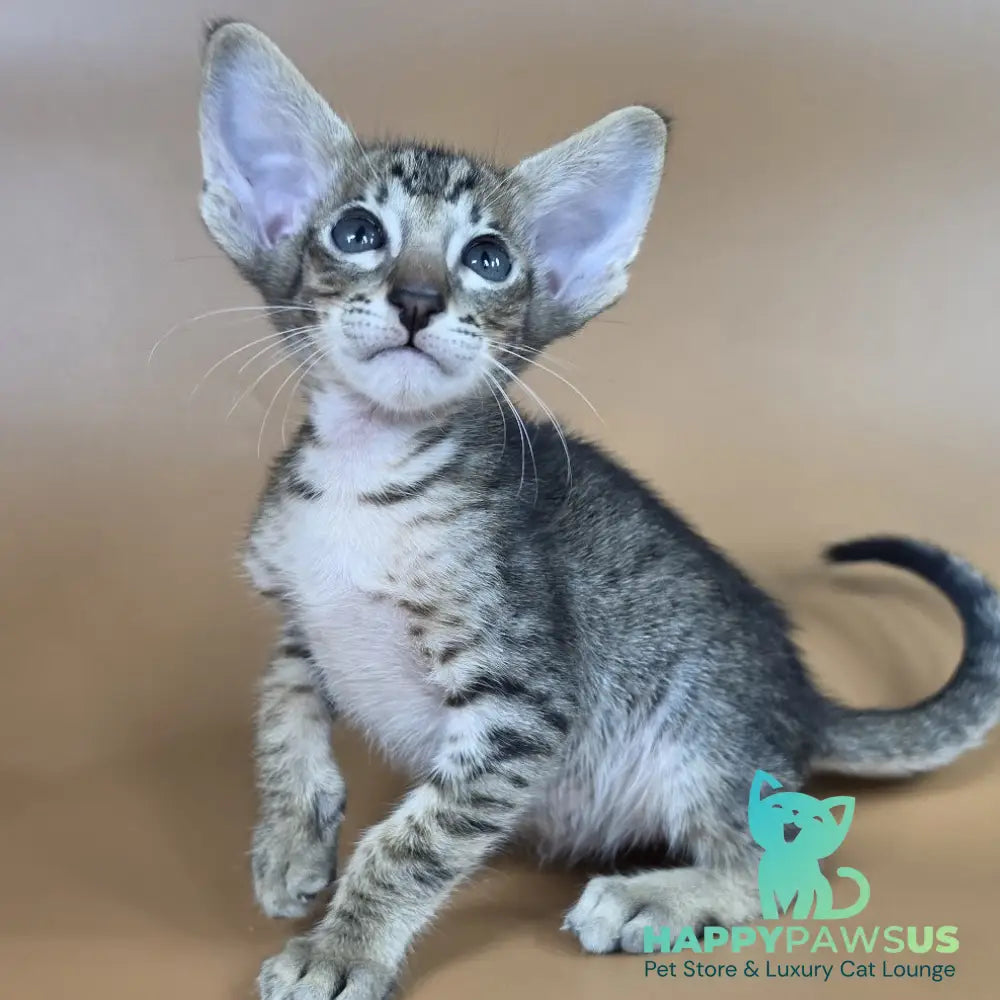 Brawnie Oriental Shorthair male black spotted tabby - live animals