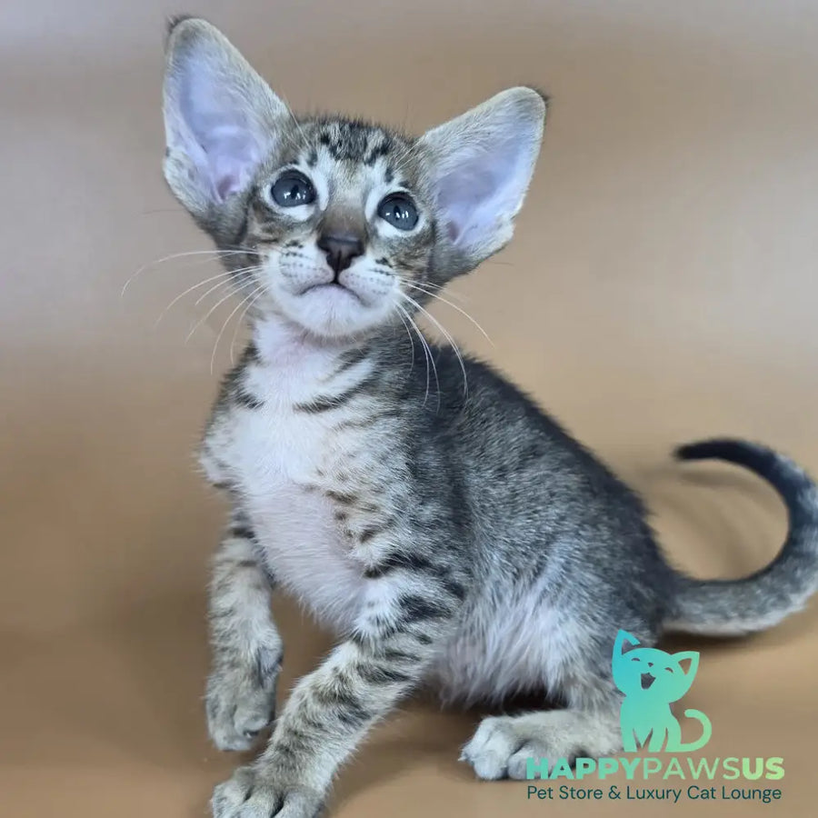 Brawnie Oriental Shorthair male black spotted tabby - live animals