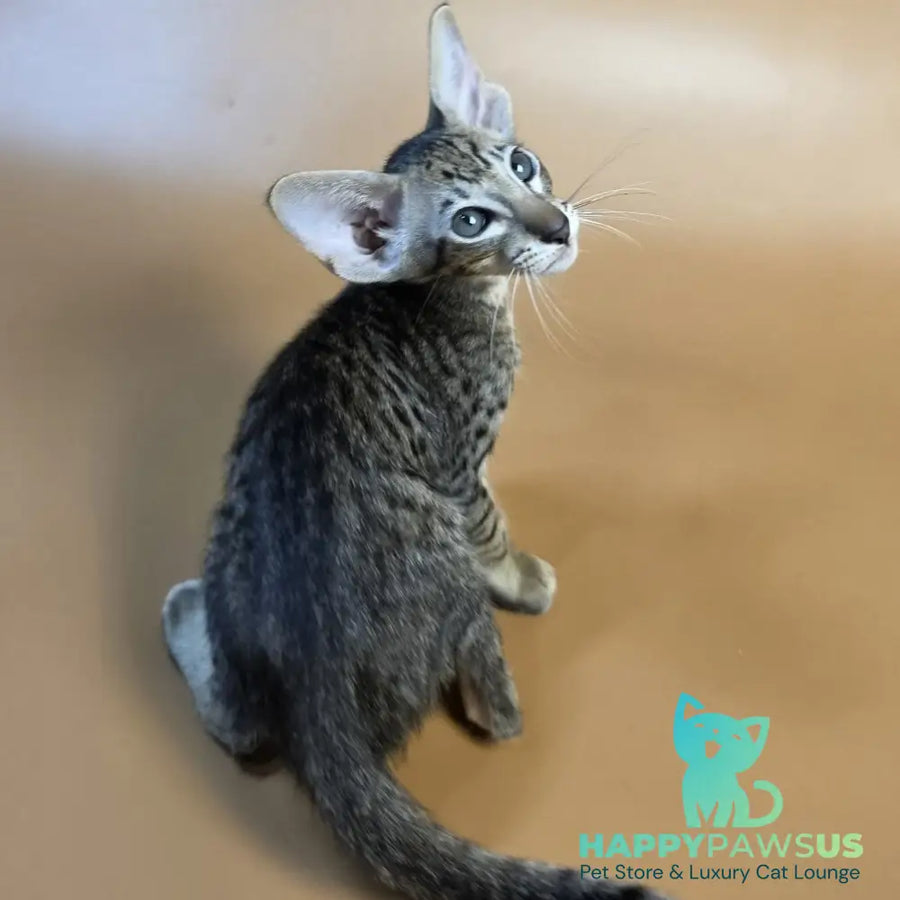 Brawnie Oriental Shorthair male black spotted tabby - live animals