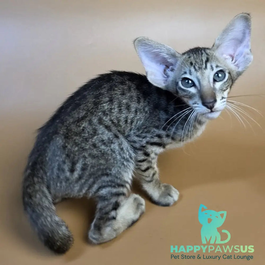 Brawnie Oriental Shorthair male black spotted tabby - live animals