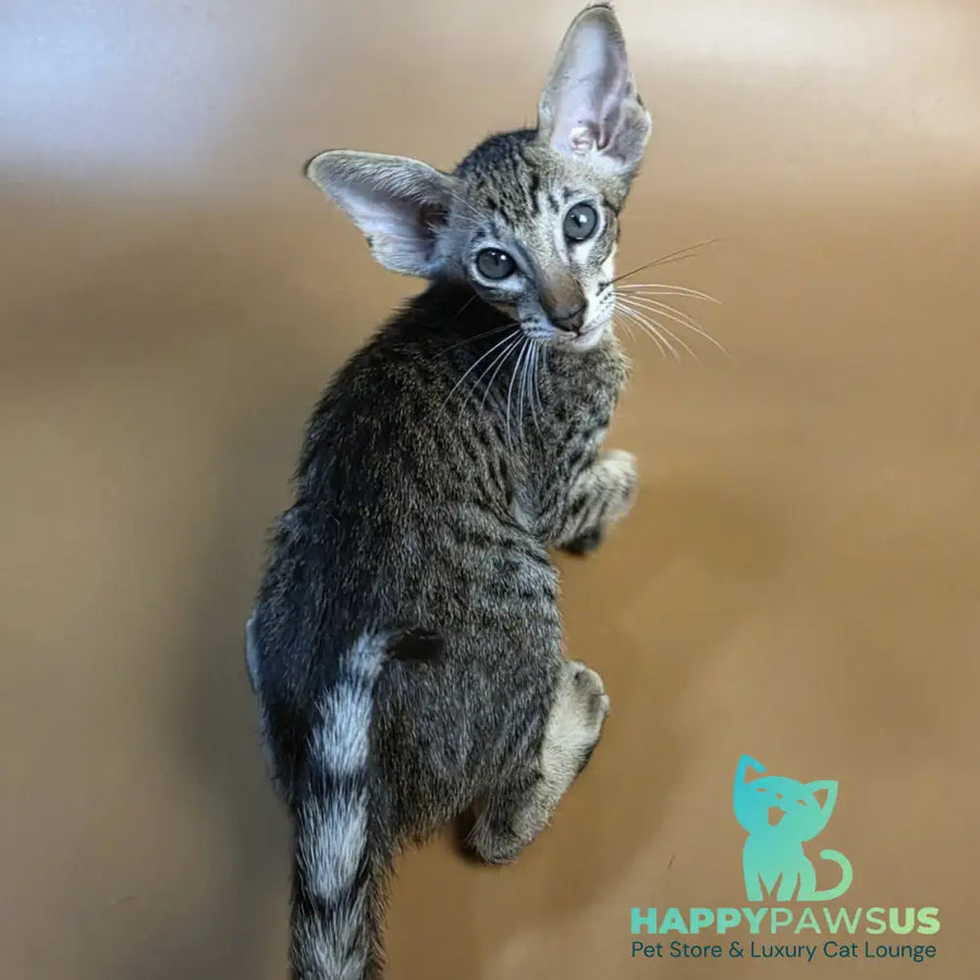 Brawnie Oriental Shorthair male black spotted tabby - live animals