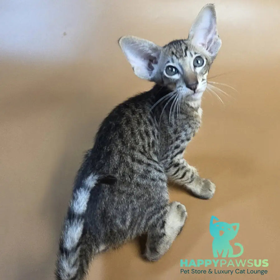 Brawnie Oriental Shorthair male black spotted tabby - live animals