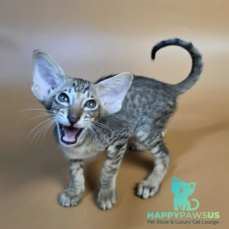 Brawnie Oriental Shorthair male black spotted tabby - live animals