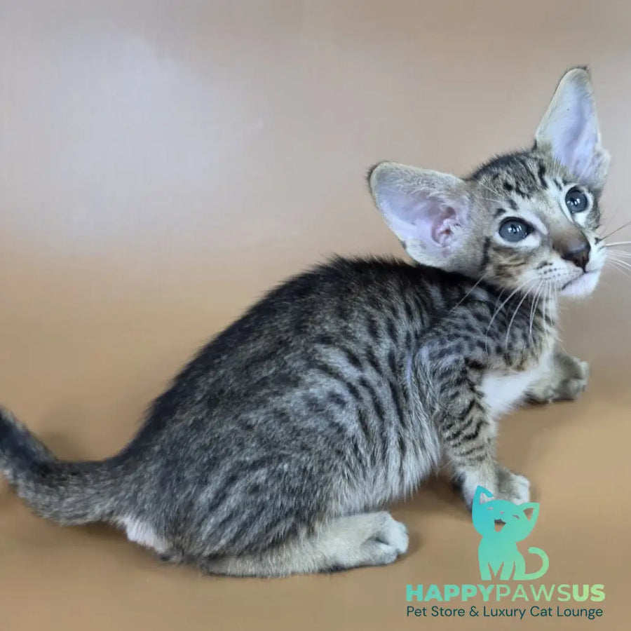 Brawnie Oriental Shorthair male black spotted tabby - live animals