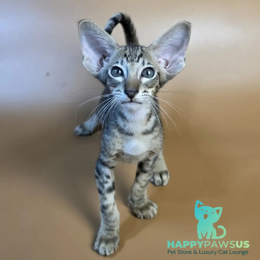 Brawnie Oriental Shorthair male black spotted tabby - live animals