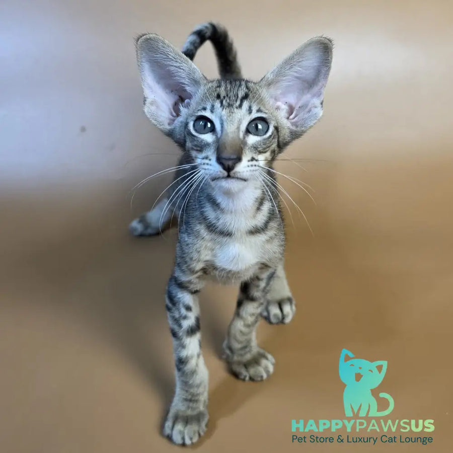 Brawnie Oriental Shorthair male black spotted tabby - live animals