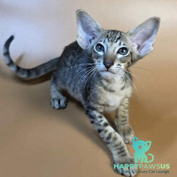 Brawnie Oriental Shorthair male black spotted tabby - live animals