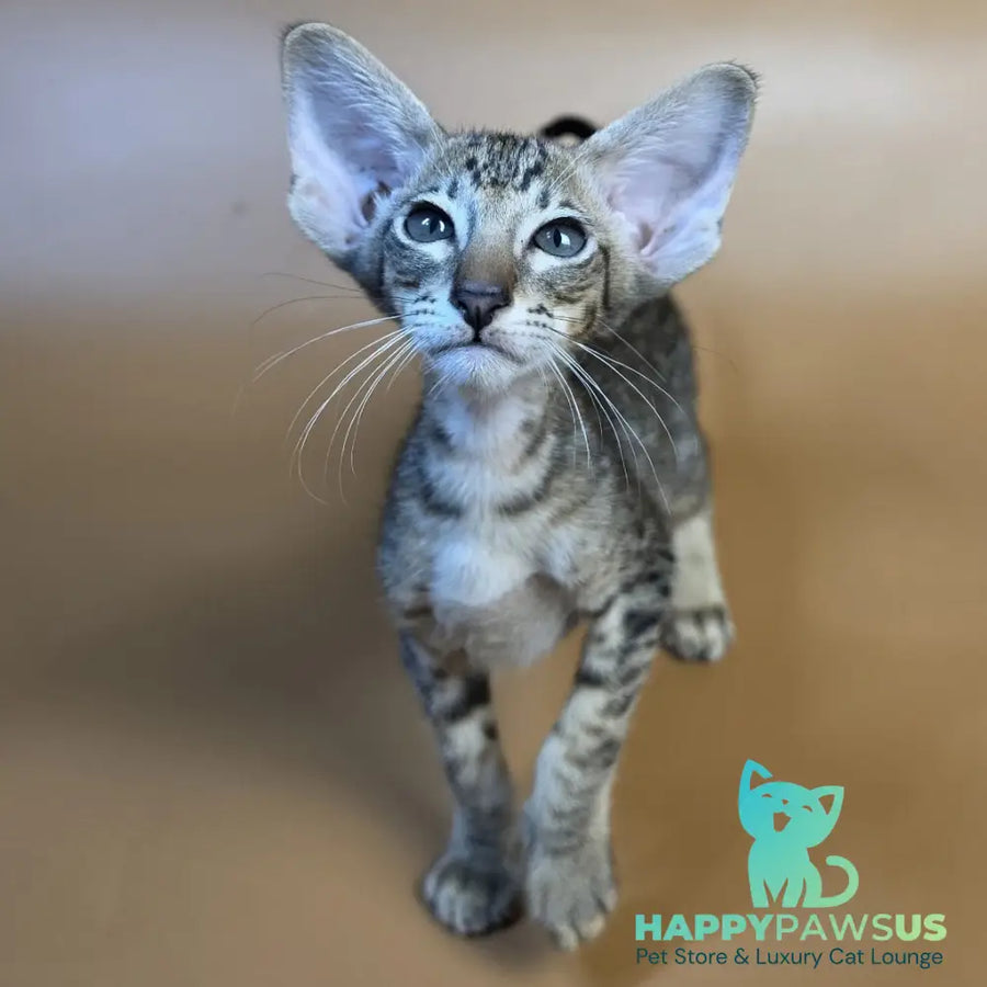 Brawnie Oriental Shorthair male black spotted tabby - live animals