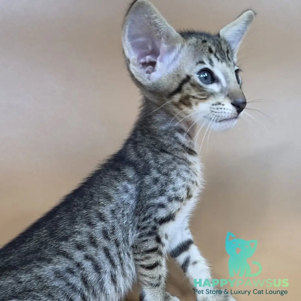 Brawnie Oriental Shorthair male black spotted tabby - live animals