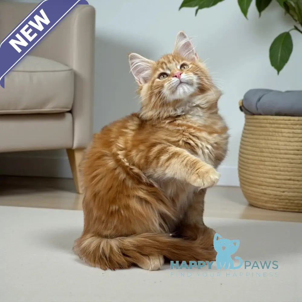 Brayan Maine Coon male red live animals