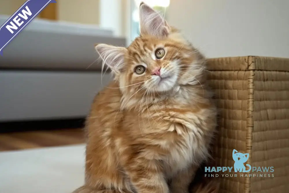 Brayan Maine Coon male red live animals