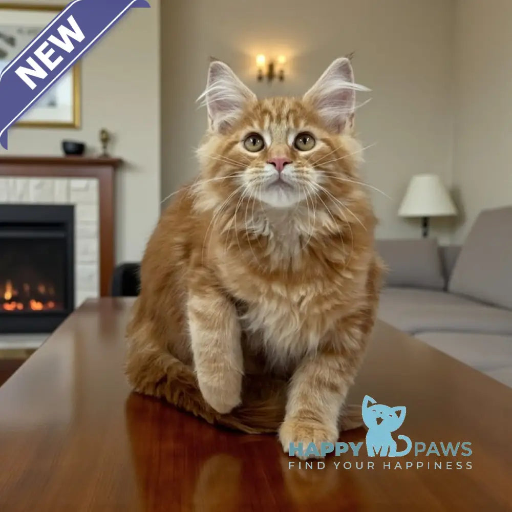 Brayan Maine Coon male red live animals