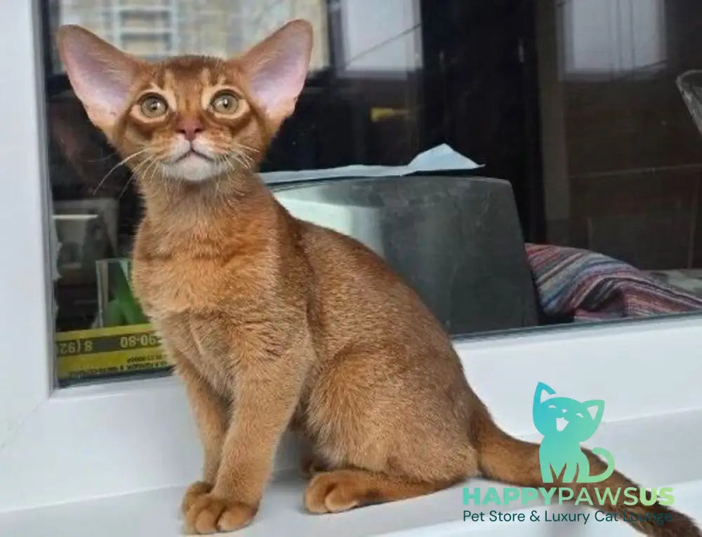 Brenda Abyssinian female sorrel - live animals