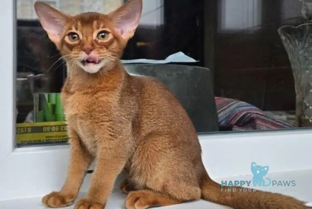 Brenda Abyssinian female sorrel - live animals