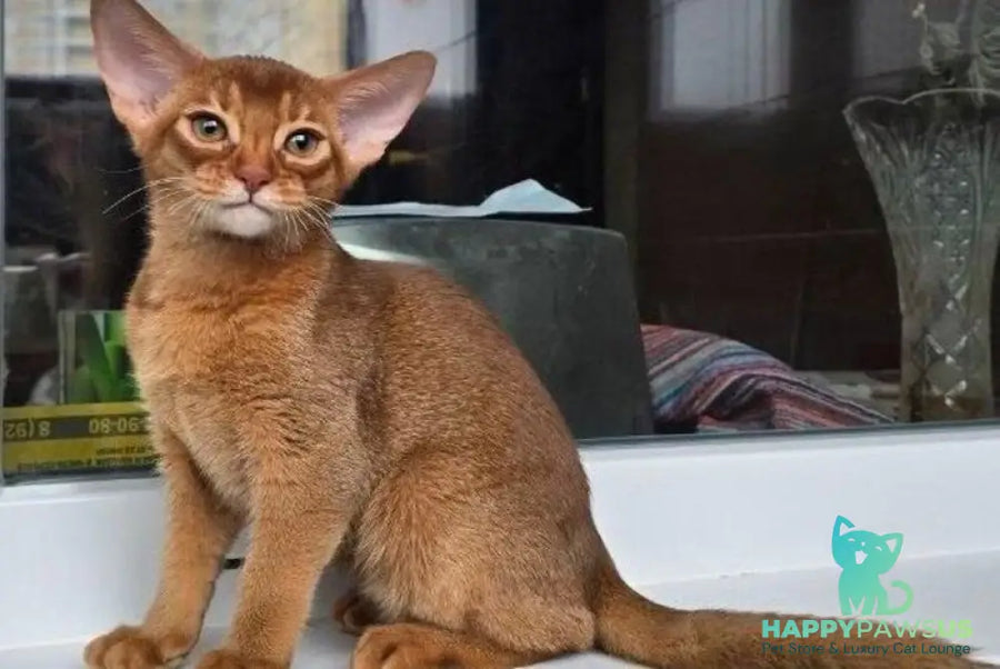 Brenda Abyssinian female sorrel - live animals