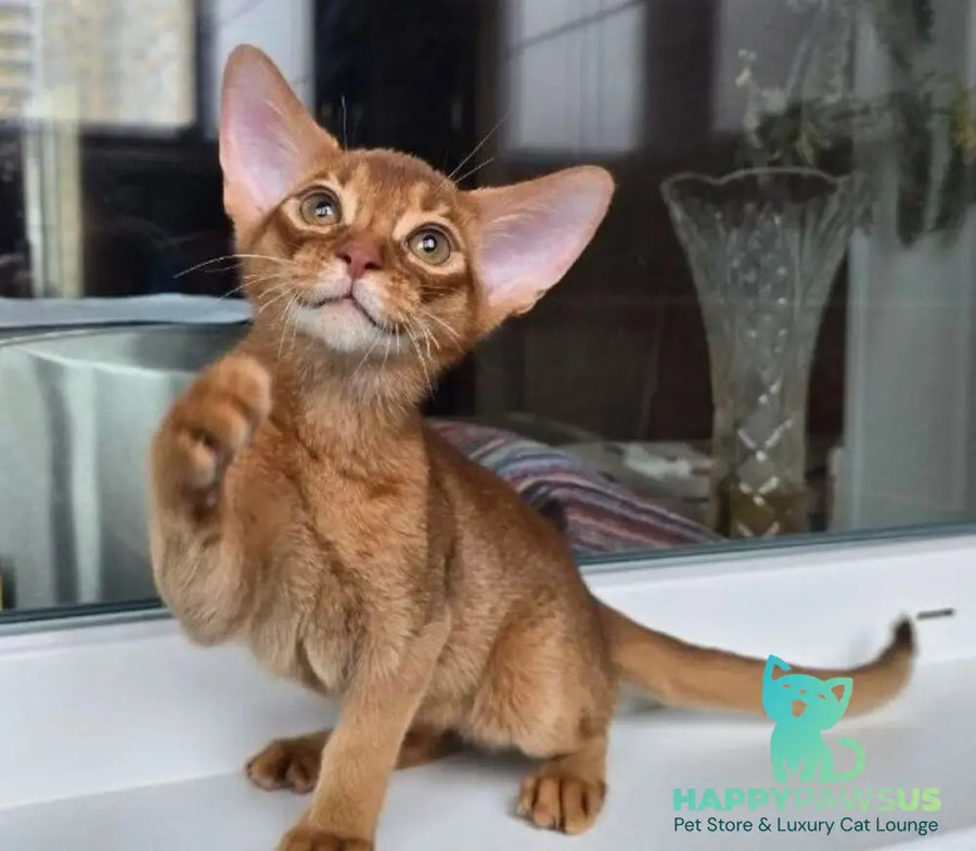 Brenda Abyssinian female sorrel - live animals