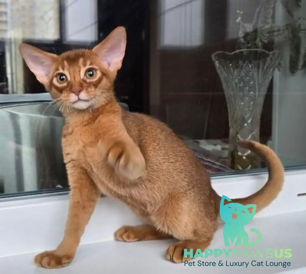 Brenda Abyssinian female sorrel - live animals