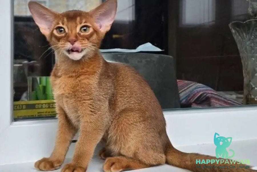 Brenda Abyssinian female sorrel - live animals