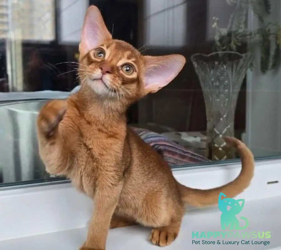 Brenda Abyssinian female sorrel - live animals