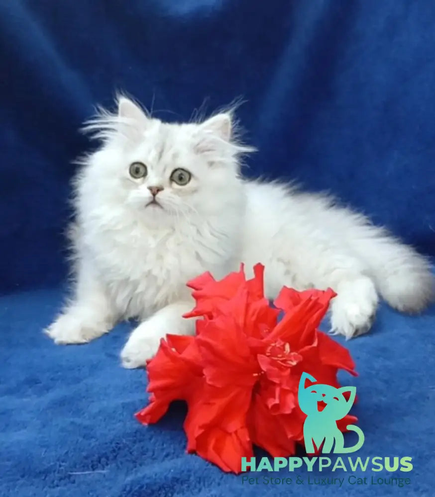 Brenda British Longhair female black silver shaded - live animals