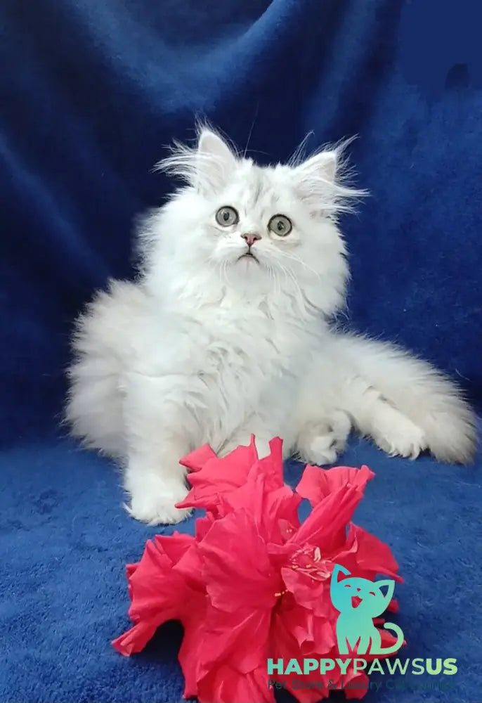 Brenda British Longhair female black silver shaded - live animals