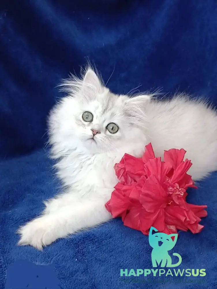 Brenda British Longhair female black silver shaded - live animals