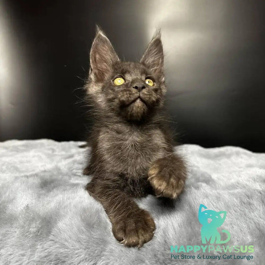 Brendon Maine Coon male black silver - live animals