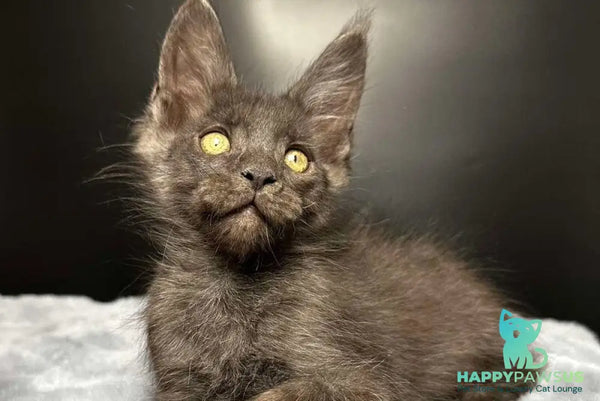 Brendon Maine Coon male black silver - live animals