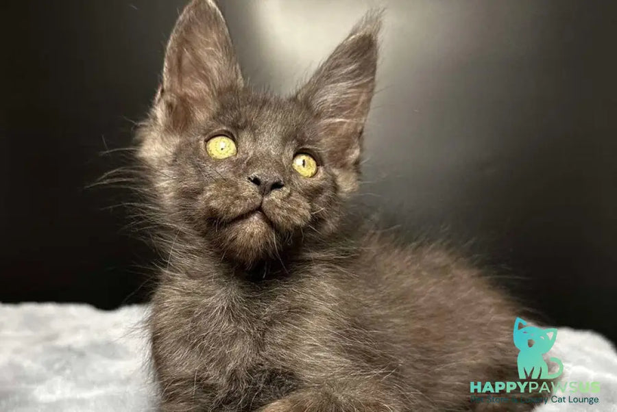 Brendon Maine Coon male black silver - live animals