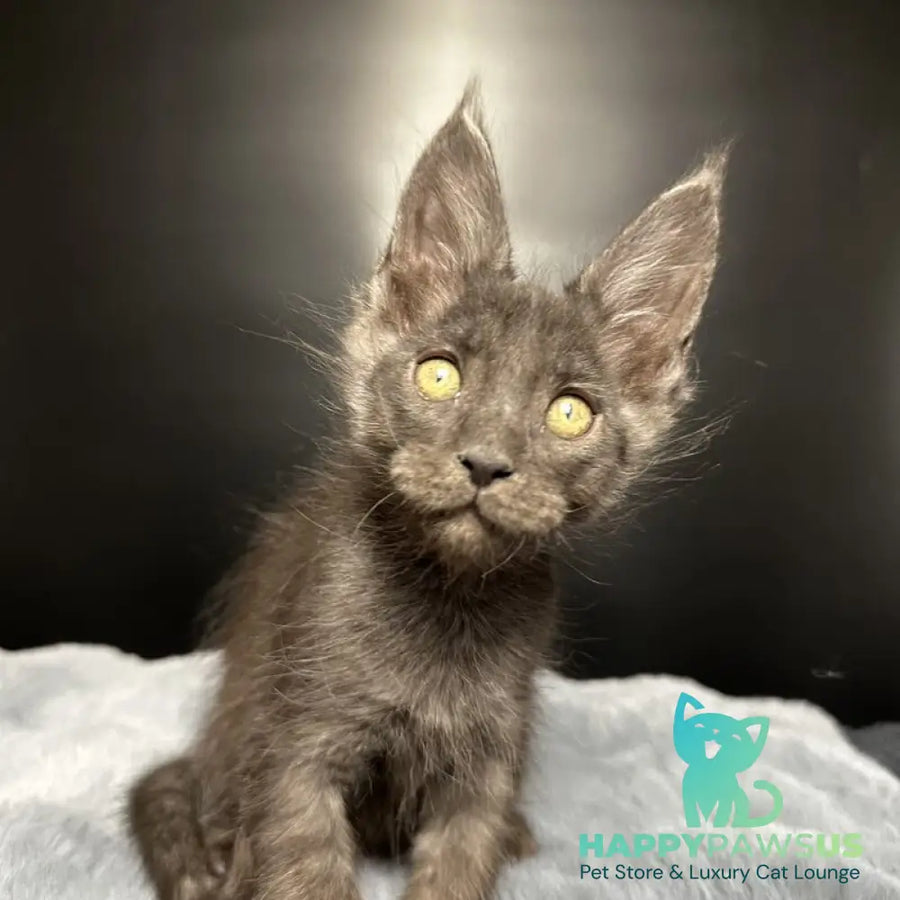 Brendon Maine Coon male black silver - live animals