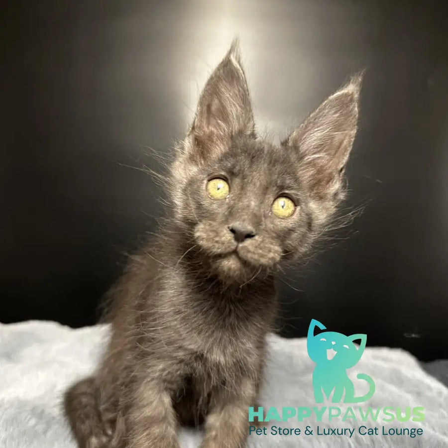 Brendon Maine Coon male black silver - live animals