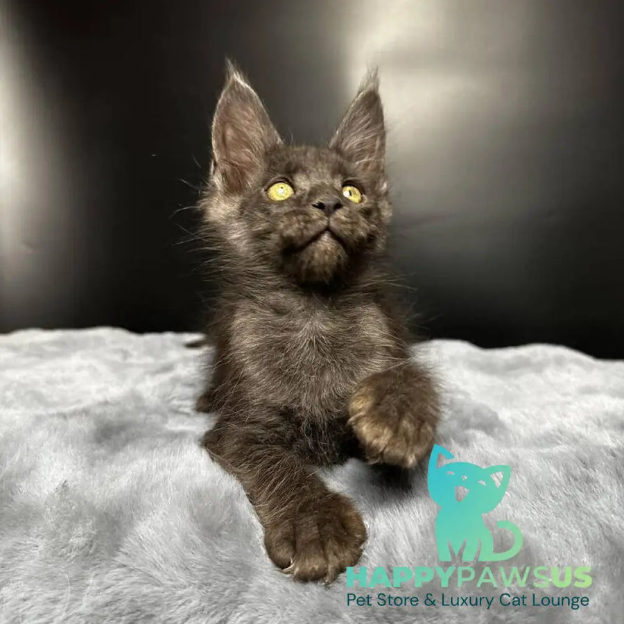 Brendon Maine Coon male black silver - live animals