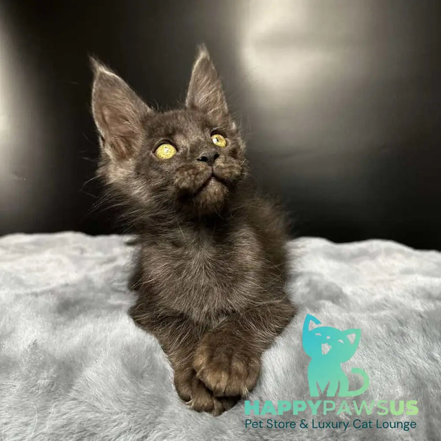 Brendon Maine Coon male black silver - live animals
