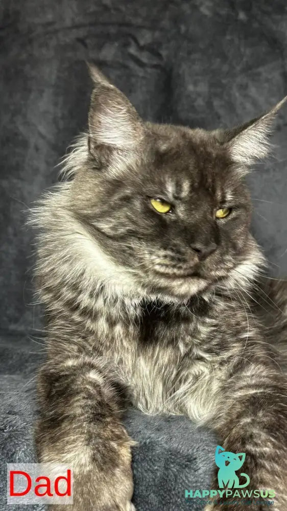 Brendon Maine Coon male black silver - live animals
