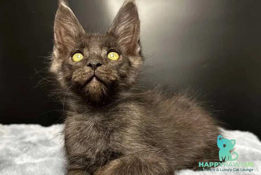 Brendon Maine Coon male black silver - live animals