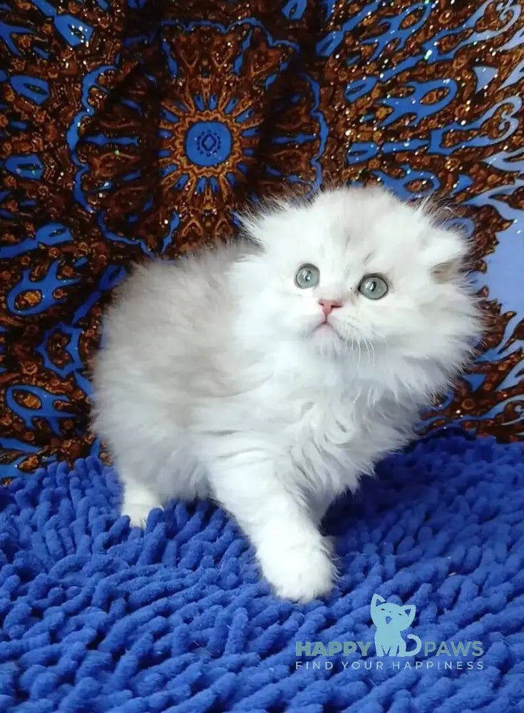 Brendon Scottish Fold male black silver shaded live animals