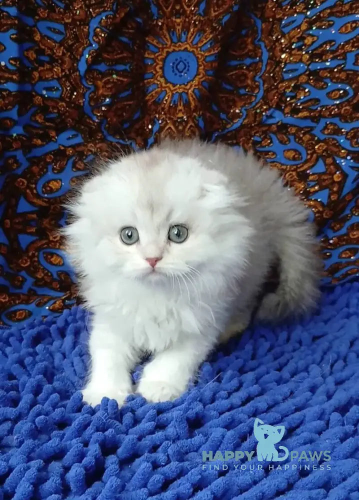 Brendon Scottish Fold male black silver shaded live animals