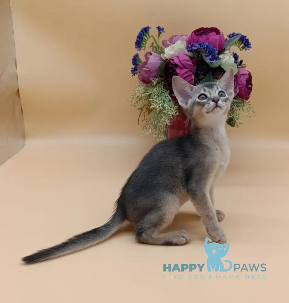 Brian Abyssinian male blue live animals