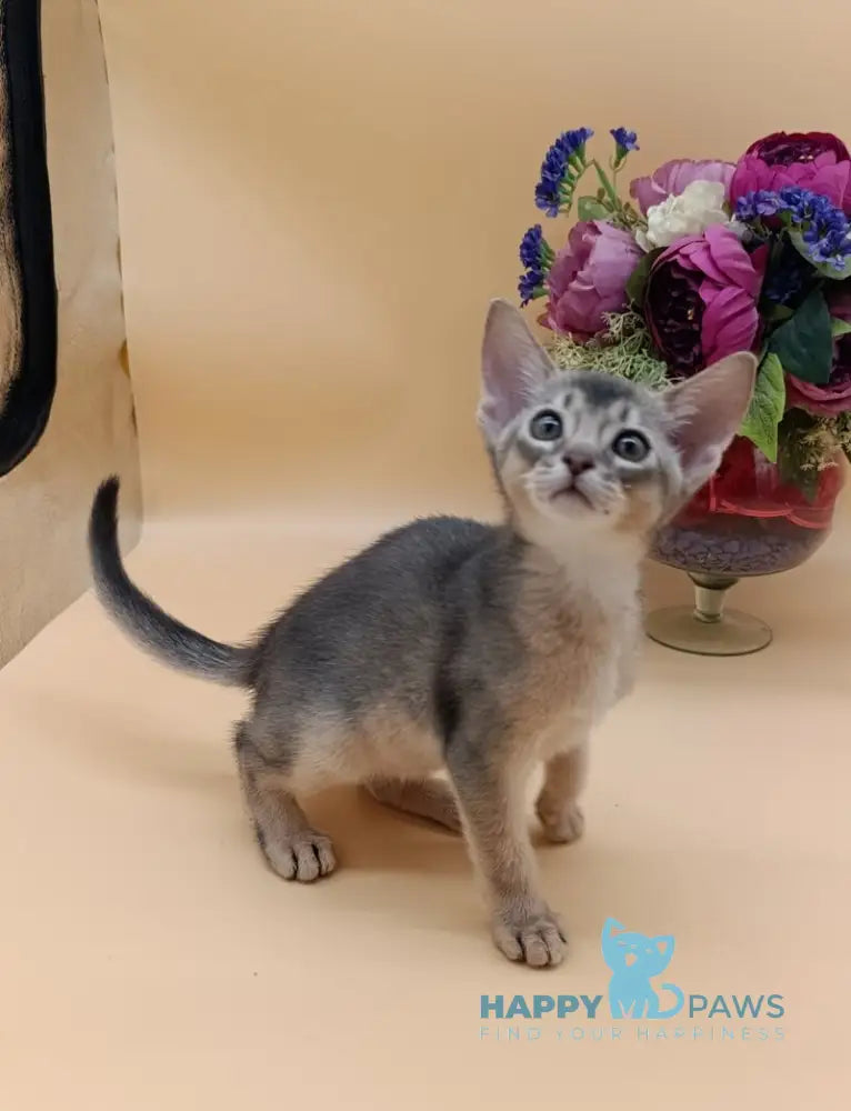 Brian Abyssinian male blue live animals