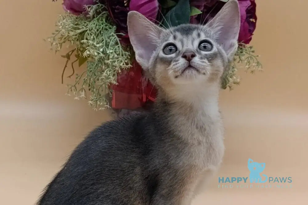 Brian Abyssinian male blue live animals