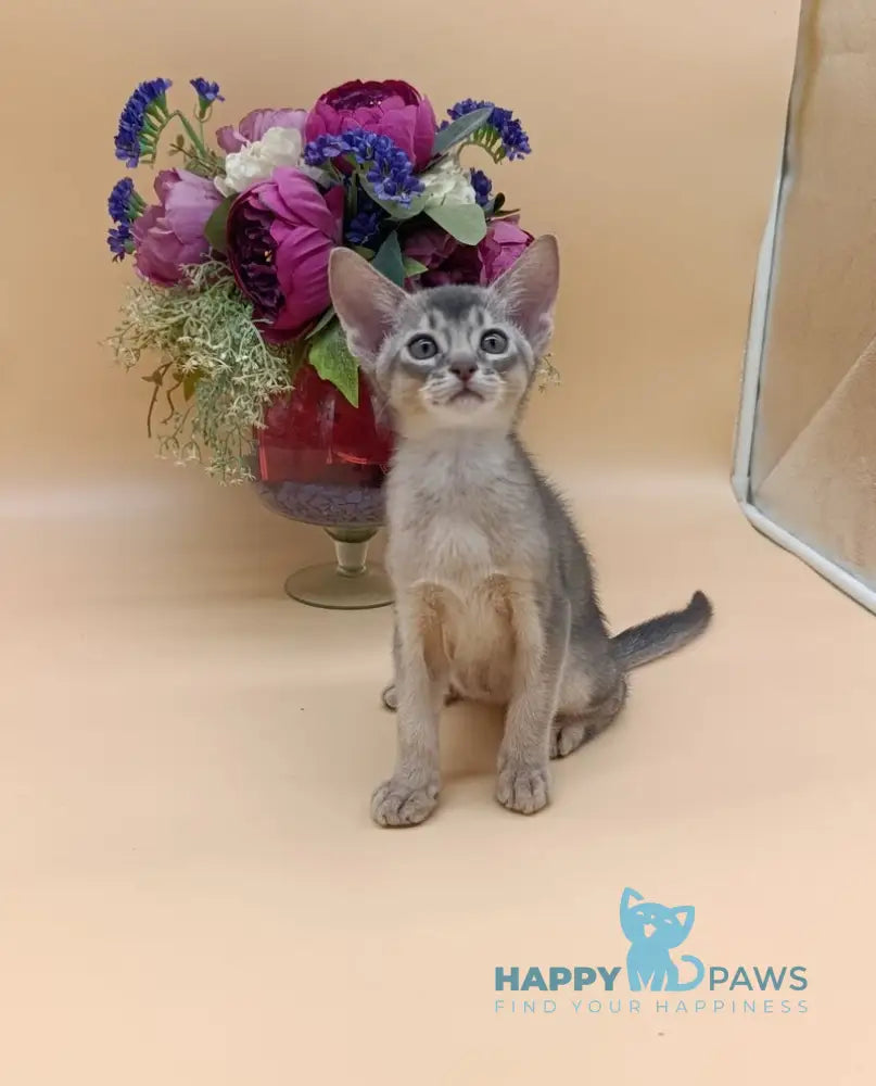 Brian Abyssinian male blue live animals