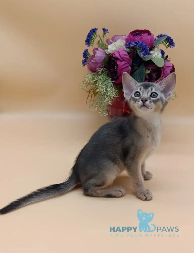 Brian Abyssinian male blue live animals