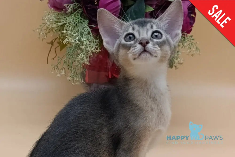 Brian Abyssinian male blue live animals