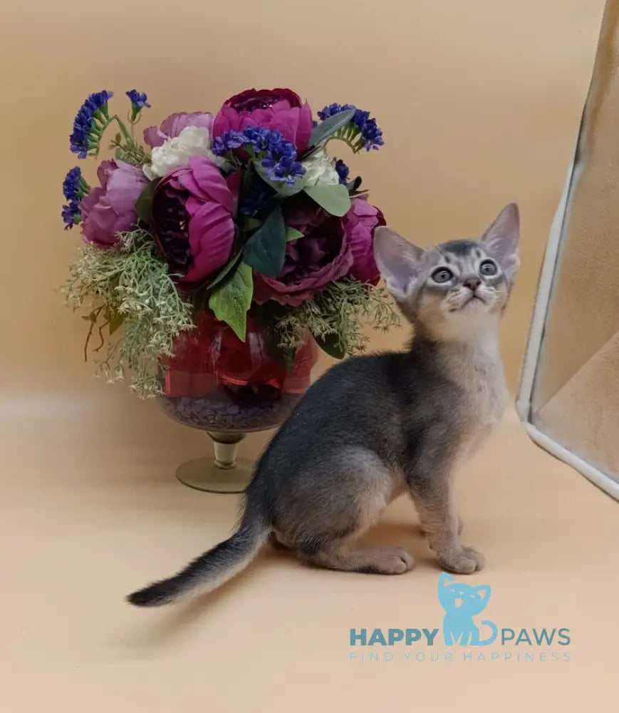 Brian Abyssinian male blue live animals