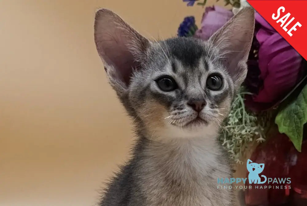 Brian Abyssinian male blue live animals