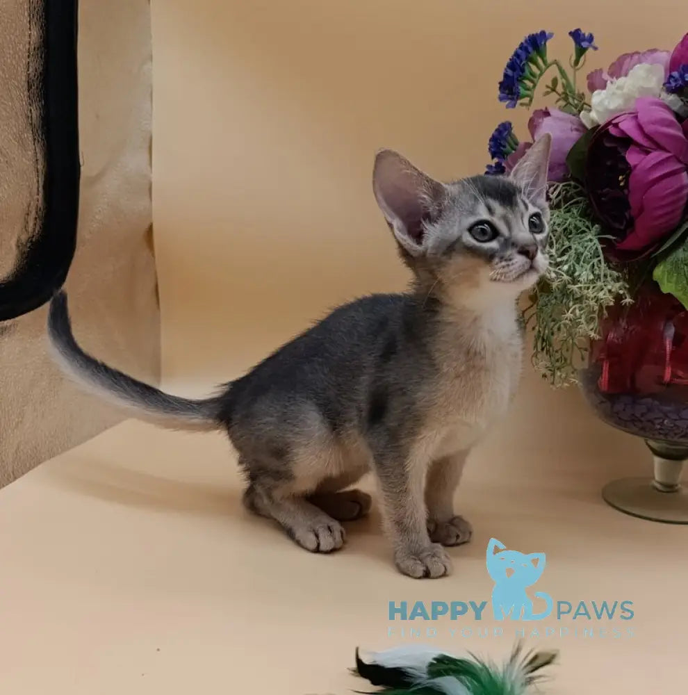 Brian Abyssinian male blue live animals